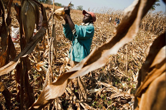  Brasil e FAO assinam acordo para combater a fome em cinco países africanos