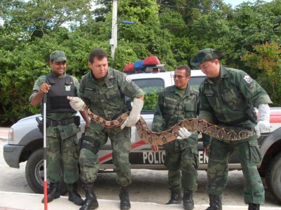  Polícia Ambiental captura duas jiboias em São Cristóvão, SE