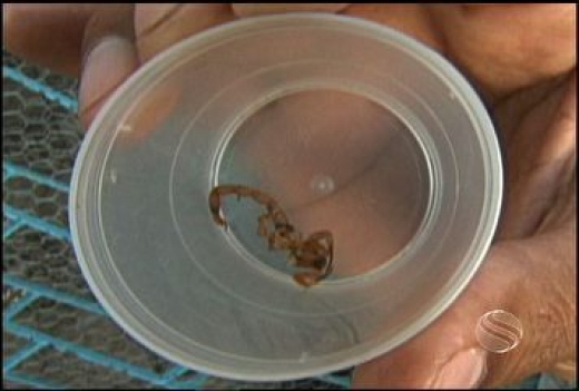 Hospital de Urgência de Sergipe registra 449 casos por intoxicação envolvendo escorpiões