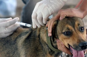     Cães e gatos devem ser vacinados contra a raiva a partir de segunda, 19