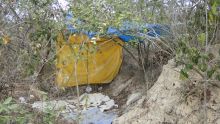 Polícia Civil destrói plantação de maconha em Lagarto