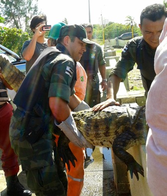 Polícia Militar captura jacaré na zona de expansão de Aracaju
