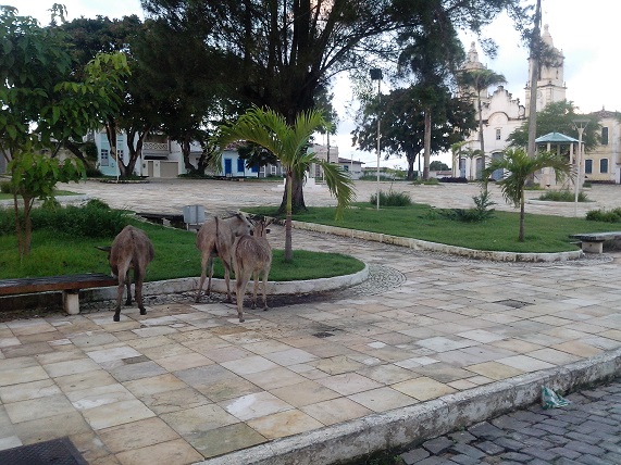    Moradores de São Cristóvão denunciam descaso da prefeitura com animais soltos nas ruas