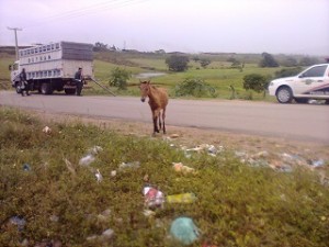 CPRv, intensificou  nas ultimas 48 horas o trabalho de recolhimento. (Divulgação)