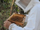 Codevasf doa 520 colmeias para apicultores do Alto Sertão de Sergipe
