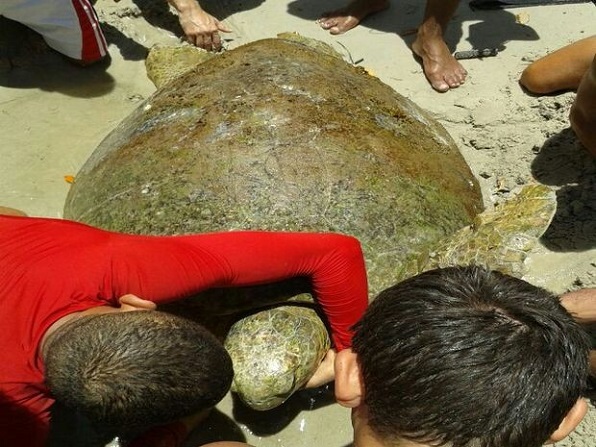  Tartaruga marinha presa em rede de pesca é resgatada em Sergipe