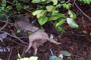 Cadela abandonada no terreno baldio (Foto: Divulgação/ ONG Animais Amigos)