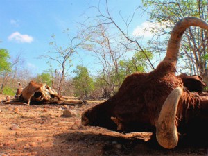 Em 2013, seca provocou a morte de animais no interior do Rio Grande do Norte (Foto: Aldair Dantas)