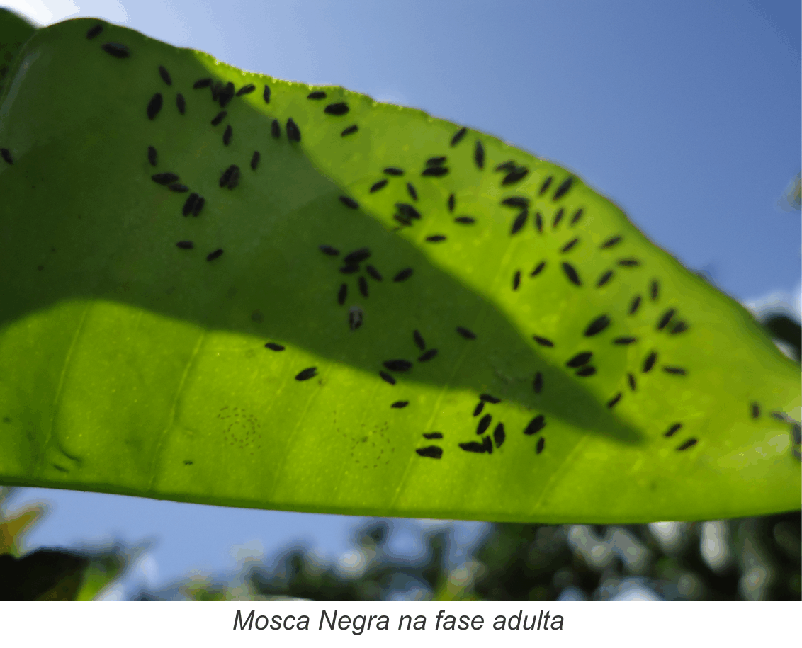 Governo intensifica ações de controle da Mosca Negra dos Citros