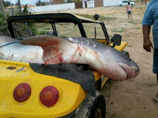 Pescadores capturam tubarão na Praia do Abaís