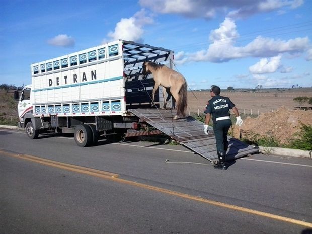 Quantidade de acidentes com animais cai pela metade em Sergipe