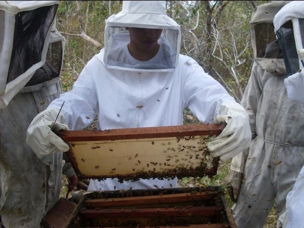 Famílias de Sergipe recebem incentivo para a produção de mel