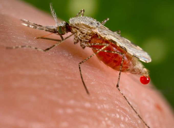 Vacina contra malária pode estar próxima
