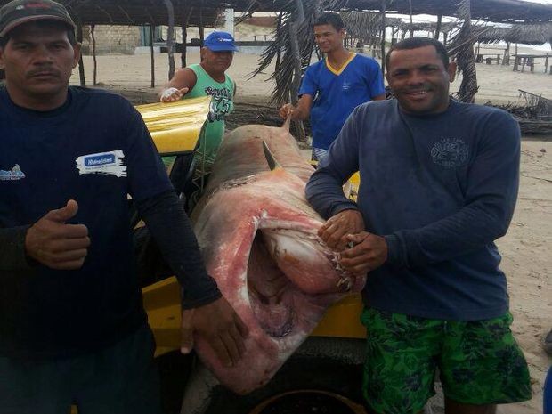 Tubarão-tigre com quase 4 metros é capturado por pescador na Praia da Caueira