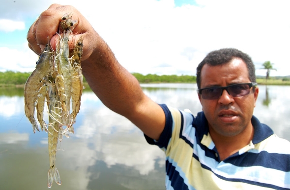 Sergipe é o primeiro estado do Nordeste a regulamentar a atuação dos pequenos criadores de camarão