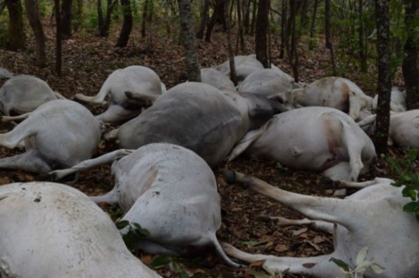   Raio cai em fazenda e mata 60 cabeças de gado no Tocantins