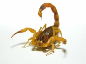 Escorpião da espécie Tityus Stigmurus. (Foto: Divulgação) 