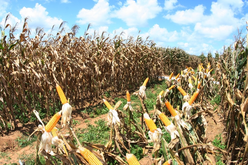 Sergipe deve produzir 792 mil toneladas de milho em 2015