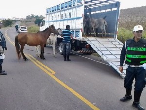 Mais de 300 animais soltos nas rodovias já foram recolhidos em 2015 (Foto: PM / Divulgação) 