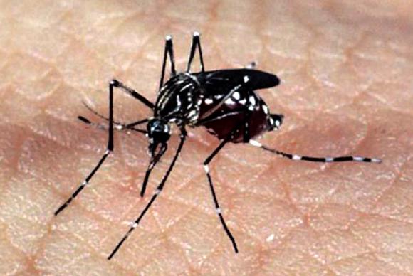 Anvisa recomenda que pessoas que nunca tiveram dengue não tomem vacina da doença