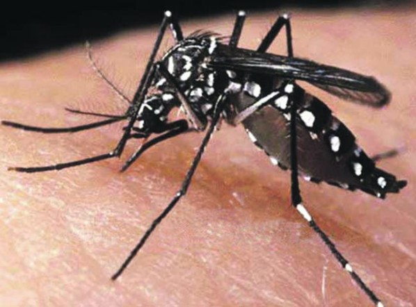 Combate à Dengue: carro fumacê começará a circular a partir da próxima segunda-feira em Socorro