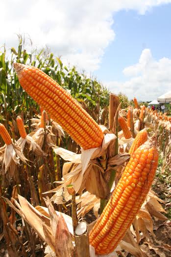 IBGE prevê 770 mil toneladas de milho em Sergipe