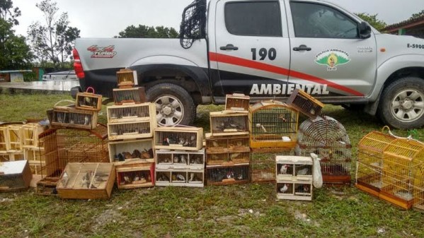 Polícia Militar faz maior apreensão de aves do ano e recupera 238 animais no interior de Sergipe