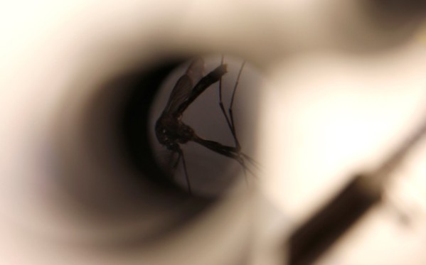 Caso de zika aponta possibilidade de transmissão por beijo ou sexo oral
