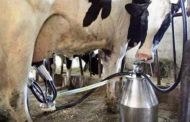 Ministério da Agricultura proíbe leite em pó importado na produção leiteira