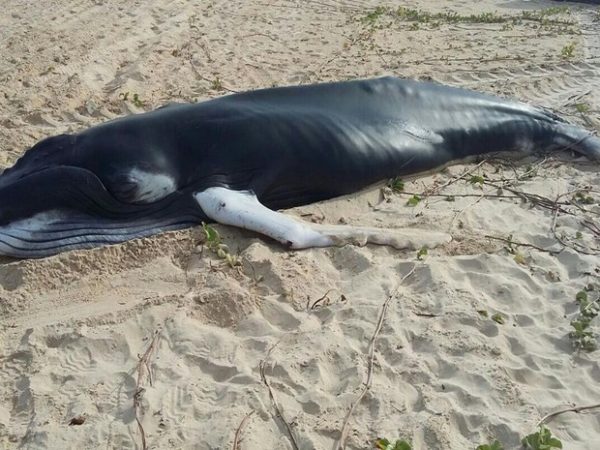 Filhote de baleia foi encontrado na tarde desta sexta (Foto: Acervo Projeto Mamíferos Aquáticos)
