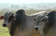 Segunda fase da vacinação contra a febre aftosa começa nesta terça-feira, dia 1°