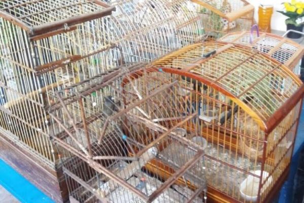 Mais de 15 aves eram mantidas em cativeiro em Pirambu e São Cristóvão. (Foto: PM/SE)