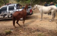 PM prende suspeitos de tráfico e flagra dupla por furto de cavalos em Itaporanga.