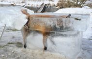 A impressionante imagem de uma raposa congelada dentro de bloco de gelo