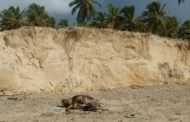 Em oito dias, Projeto Tamar registra 106 mortes de tartarugas marinhas