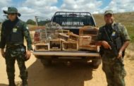 Polícia Militar captura 34 aves que seriam vendidas na Feira das Trocas