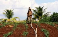 Mais de 12 mil agricultores receberão a segunda parcela do Garantia Safra