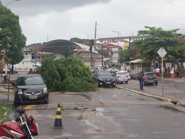 Árvore caiu na Zona Norte de Aracaju (Foto: Anderson Barbosa/G1)