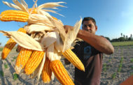 Sementes de milho serão distribuídas em Carira nessa segunda-feira