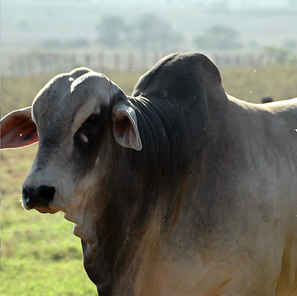 A Febre aftosa é uma enfermidade altamente contagiosa que ataca todos os animais de casco fendido, principalmente bovinos, suínos, ovinos e caprinos / Foto: Divulgação ASN