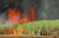 Justiça proíbe queima da palha da cana sem estudo de impacto ambiental