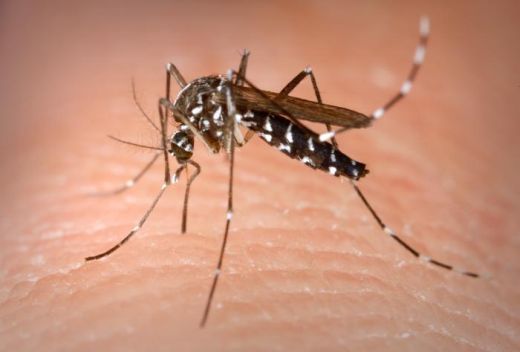 Dengue já matou 77 pessoas no Brasil este ano