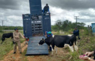 Dona de vaca solta na BR-101 é autuada pela Polícia Rodoviária Federal