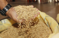 Sergipe bate recorde na safra de arroz