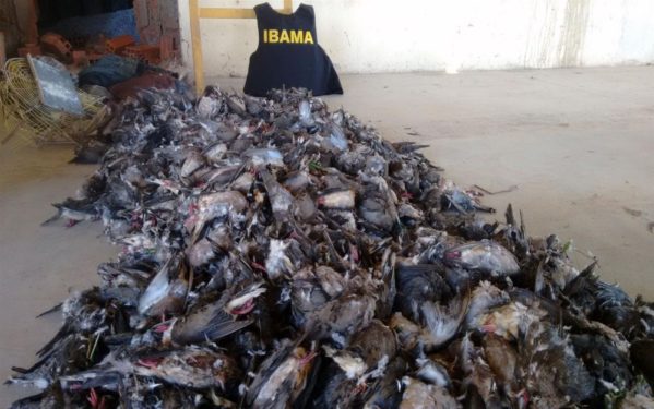 Técnicos do Instituto estimam que cerca de 2 mil aves eram mortas por dia.