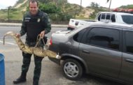 Polícia Ambiental apreende aves e jacaré na Grande Aracaju
