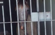 Polícia emite nota de esclarecimento sobre cavalo que passou a noite em delegacia