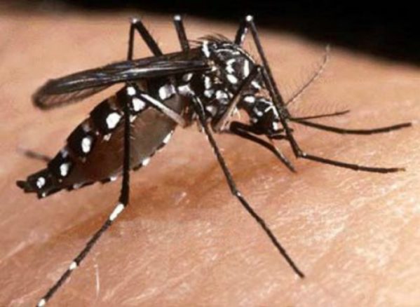 to municípios com alto risco de infestação do Aedes