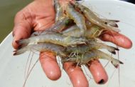 MPF quer coibir criação irregular de camarões em São Cristóvão