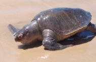 Tartaruga é encontrada morta na praia da Caueira